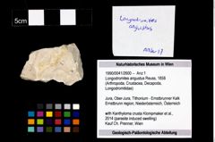 Foto (Objekt + Etikett) von Longodromites angustus (Reuss, 1858)  (NHMW-GEO-1990-0041-2600)